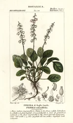 Kerek levelű télzöld, Pyrola rotundifolia