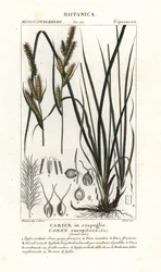 Zsombéksás, Carex caespitosa
