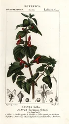Fényes levelű zsálya, Salvia formosa