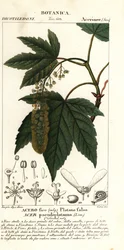 Sycamore juhar vagy planetree juhar, Acer pseudoplatanus