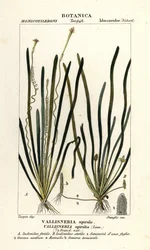 Szalagfű vagy angolnafű, Vallisneria spiralis