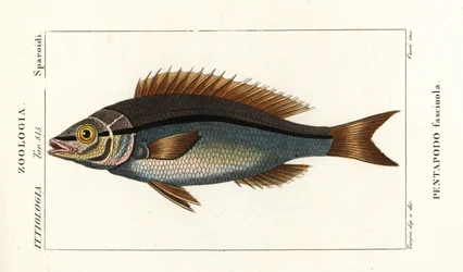 Menetes keszeg, Pentapodus fasciuola