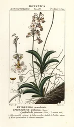 Tolumnia guttata orchidea