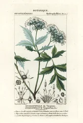 Virginia vízilevél, Hydrophyllum virginianum