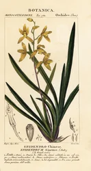 Egy haldokló orchidea, Cymbidium sinense