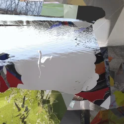 Fehér hattyú – absztrakt kollázs