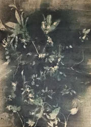 Vintage botanikai árnyékok