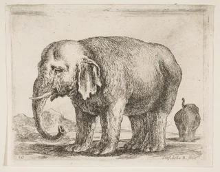 10. tábla: elefánt, különféle állatokból Diversi animali, kb. 1641.