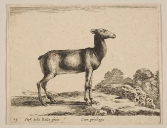 15. tábla: őzike, a „Különböző állatok”-ból Diversi animali, kb. 1641.