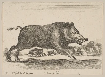 19. tábla: vaddisznó, különböző állatokból Diversi animali, kb. 1641.