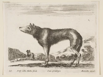 20. tábla: farkas, különböző állatokból Diversi animali, kb. 1641.