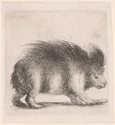 Porcupine, jobbra néző