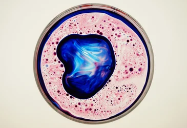 Petri-csésze, 2024
