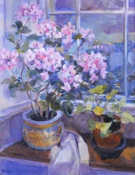 Rózsaszín muskátli az ablakülésen, 1996,