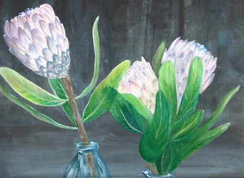 Rózsaszín protea csendélet