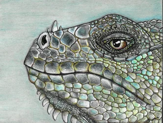 Élénk színű iguana pikkelyek