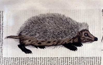 Sün, illusztráció a „Historia animalium”-ból, Conrad Gesner