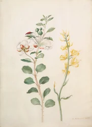 Tanulmány a kapribogyókról, Gorse-ról és egy bogárról, 1693.