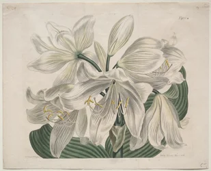 A Botanikai Magazin vagy Virágoskert Megjelenítve: White Cape - Coast Lily, 1806.