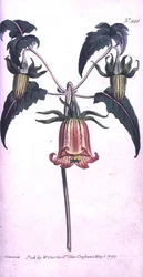 Kanári-szigeti harangvirág (Canarina campanula), 444-es tábla William Curtis „The Botanical Magazine”-ból (vagy „Virágoskert megjelenítése”), pub. 1799 (metszet)