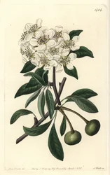 Mandulalevelű körte - Mandulalevelű körte, Pyrus amygdaliformis (Hókörte, Pyrus nivalis). S. Watts kézi színű rézmetszet Sarah Drake illusztrációja után a Sydenham Edwards Botanical Register-ből, Ridgeway, London