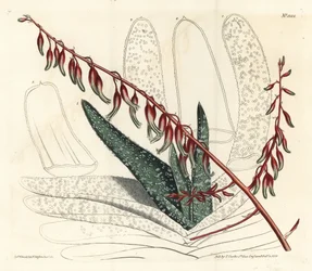 Aloes eventails - Fan aloe, Aloe plicatilis (Tongue aloe, Aloe lingua). F. Sansom Jr. kézi színű rézmetszete Sydenham Edwards illusztrációja után a William Curtis Botanical Magazine-ból, T. Curtis, London