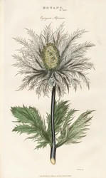 Alpesi tengeri magyal (Eryngium alpinum)