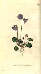 Alpesi soldanella - Alpesi soldanella, Soldanella alpina. Kézzel színezett rézmetszet James Sowerby botanikai illusztrációja nyomán William Curtis The Botanical Magazine-jából, Lambeth Marsh, London