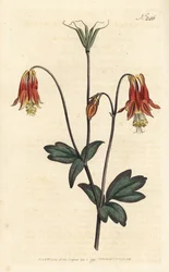 Ancolia du Canada – kanadai columbine. Aquilegia canadensis. Sansom kézzel színezett rézmetszet Sydenham Edwards illusztrációja nyomán William Curtis Botanical Magazine-ból, London