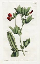 Spárgaborsó – Sydenham Edwards litográfiája (1768-1819), tányér William Curtis botanikai magazinjából (1746-1799)