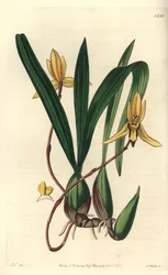 Ausztrál epifita orchideafajta - Brasiliorchis marginata orchidea (Vörös szélű cymbidium orchidea, Cymbidium marginatum). S. Watts kézi színű rézmetszet John Lindley illusztrációja nyomán a Sydenham Edwards Botanical Register-ből, Ridgewa