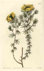 Ausztrál gompholobium variete - Capitate gompholobium, Gompholobium capitatum. S. Watts kézi színű rézmetszet Miss Sarah Drake illusztrációja nyomán a Sydenham Edwards Botanical Register-ből, Ridgeway, London