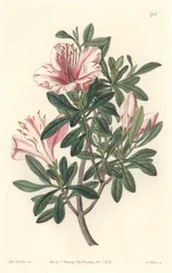 A virágkötők Azalee of Florists - S. Watts Strong Water Sarah Anne Drake (1803-1857) illusztrációjáról, a Botanical Registerből.