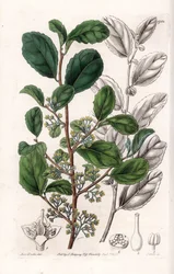 Azara Variete – S.Watts által gravírozott tábla Sarah Anne Drake (1803-1857) illusztrációjáról, a Sydenham Edwards (1768-1819) botanikai nyilvántartásából, Anglia