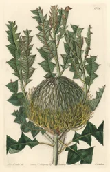 Banksia speciosa, eredetileg Ausztráliából – S. Watts erős víz Sarah Anne Drake (1803-1857) illusztrációjából, a botanikai nyilvántartásból