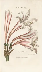 Barbados Liliom (Amaryllis revoluta)