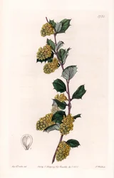Berberis – S.Watts által gravírozott tábla Sarah Anne Drake (1803-1857) illusztrációjáról, a Sydenham Edwards (1768-1819) botanikai nyilvántartásából, Anglia