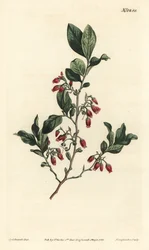 Fekete huckleberry, Gaylussacia baccata (piros virágú nyirkos bogyó, Vaccinium resinosum) – F. Sansom Jr. kézi színű rézmetszete Sydenham Edwards illusztrációja után, William Curtis Botanical Magazine, T. Curtis, London