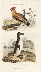 Bohemian Waxwing és Great Auk