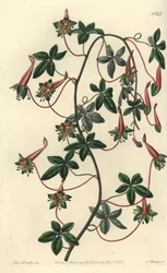 Bolíviai kapucinus - Ötlevelű tropaeoleum, Tropaeoleum pentaphyllum. S. Watts kézi színű rézmetszet Miss Sarah Drake illusztrációja nyomán a Sydenham Edwards Botanical Register-ből, Ridgeway, London