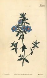 Széleslevelű pimpernel, Anagallis latifolia. Weddell kézi színű rézmetszet Sydenham Edwards botanikai illusztrációja után a William Curtis Botanical Magazine-ból, Samuel Curtis, London