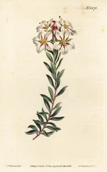Buchu, Adenandra villosa (ernyős virágú dioszma, Diosma speciosa) – F. Sansom Jr. kézi színű rézmetszete Sydenham Edwards illusztrációja után, William Curtis Botanical Magazine, T. Curtis, London