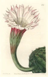 Virágzó kaktusztengeri sün vagy Mózesgolyó, Brazíliában őshonos – Erős víz S. Wattstól Sarah Anne Drake (1803-1857) illusztrációjából, a Botanical Registerből