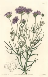 California Gilia - S. Watts Strong Water Sarah Anne Drake (1803-1857) illusztrációjáról, a Botanical Registerből.