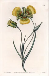 A Calochortusnak nagy, sárga virágai vannak – S.Watts gravírozott táblája Sarah Anne Drake (1803-1857) illusztrációjából, a Sydenham Edwards (1768-1819) botanikai nyilvántartásából, Angliából
