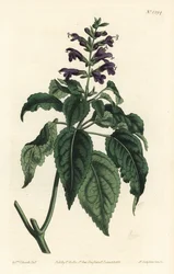 Karib-tengeri zsálya - Salvia lamiifolia (lila virágú zsálya, Salvia amoena). F. Sansom Jr. kézi színű rézmetszete Sydenham Edwards illusztrációja után a William Curtis Botanical Magazine-ból, T. Curtis, London