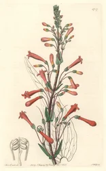 Chelone (vagy Galane) kaliforniai macskalevéllel rendelkezik – S. Watts erős víz Sarah Anne Drake (1803-1857) illusztrációja alapján, a botanikai nyilvántartásból