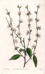 Cseresznyefa – S.Watts gravírozott tábla Sarah Anne Drake (1803-1857) illusztrációjából, a Sydenham Edwards (1768-1819) botanikai nyilvántartásából, Angliából