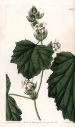 Gesztenye szőlő - S. Watts által gravírozott tábla Sarah Anne Drake (1803-1857) illusztrációjáról, a Sydenham Edwards (1768-1819) botanikai nyilvántartásából, Anglia