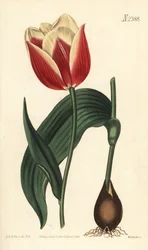 Claramond tulipán, Tulipa suaveolens var. latifolia. Weddell kézi színű rézmetszet Sydenham Edwards botanikai illusztrációja után a William Curtis Botanical Magazine-ból, Samuel Curtis, London